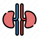 human, body, kidneys