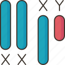 chromosome, sex, male, female, human