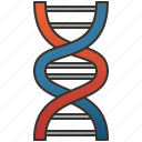 chromosome, dna, genetic, helix, molecular