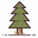 coniferous, evergreen, fir, forest, park, pine, tree