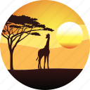 africa, giraffe, horizon, landscape, nature, safari, savanah, sunset, tourizm, travel