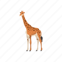 animal, camelopard, giraffa, giraffe, mammal, tallest animal