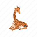 animal, camelopard, giraffa, giraffe, mammal, tallest animal