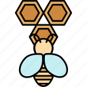 bee, honey, honeycomb, insect