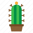 cactus, ecology, green, plant