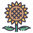 sunflower, flower, nature, plant, garden