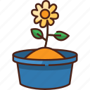 flower, pot, nature, plant, spring, blossom, ecology