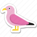 animal, bird, dove, pigeon, sparrow