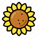 sunflower, flower, blossom, floral