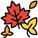 autumn, fall, leaf, leaves, maple, maple leaf