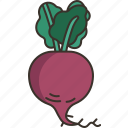 radish, food, vegetable, fresh, organic