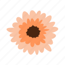 cheerfulness, floral, flower, gerbera, nature