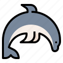 animal, dolphin, wildlife, zoo