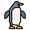 animal, penguin, wildlife, zoo