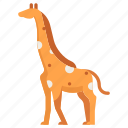 african, animal, giraffe, mammal, safari, wildlife, zoo