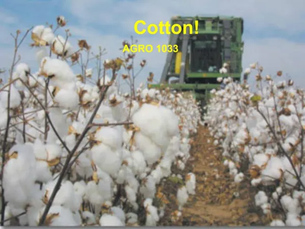 Cotton