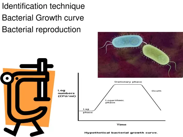 Identification technique Bacterial Growth curve Bacterial reproduction