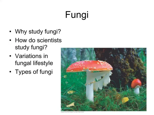 Fungi