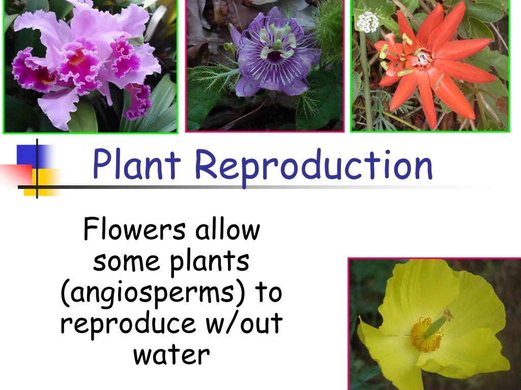 plant reproduction