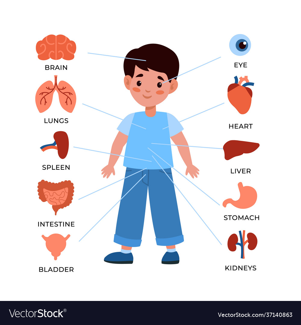 Kids internal organs system little boy Royalty Free Vector