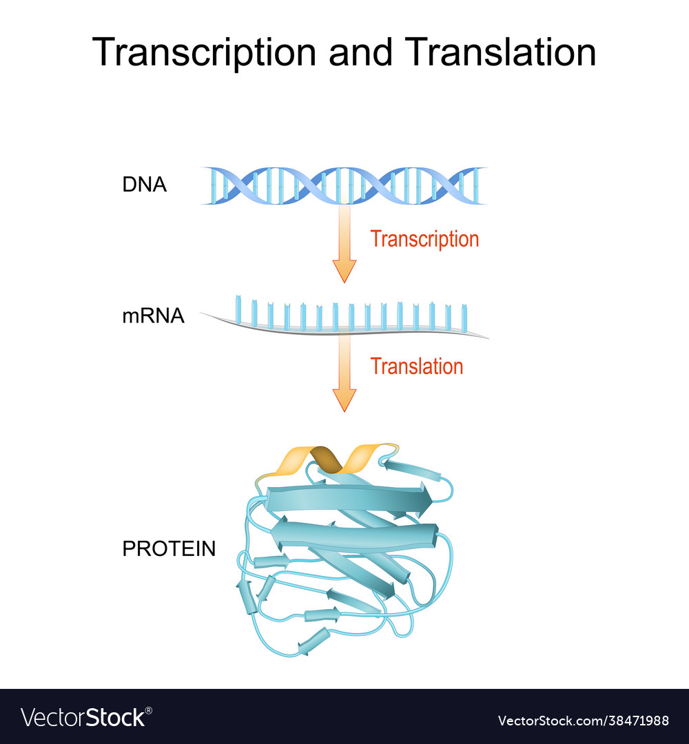 Dna rna mrna and protein synthesis difference Vector Image