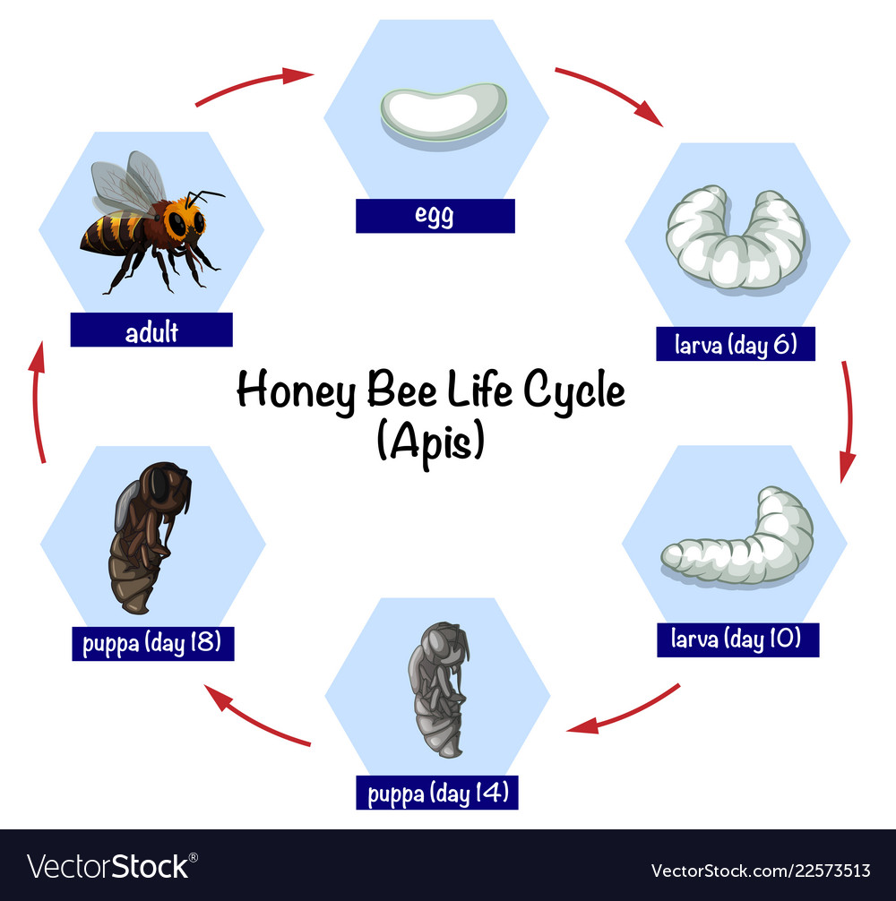 Life Cycle Of Honey Bee Ppt