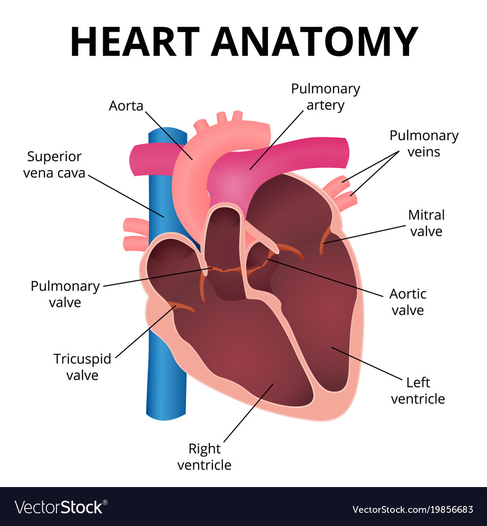 Vector Of Human Heart Anatomy Vector Id Royalty Free | The Best Porn ...