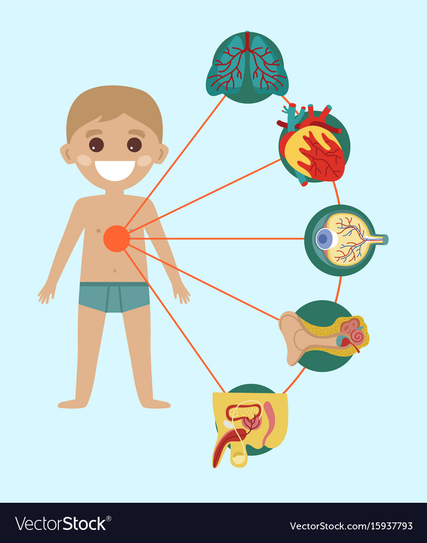 Kid health poster with human body anatomy Vector Image