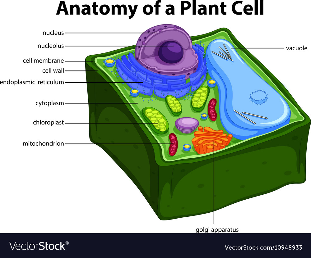 [DIAGRAM] Detailed Diagram Of A Plant Cell - MYDIAGRAM.ONLINE