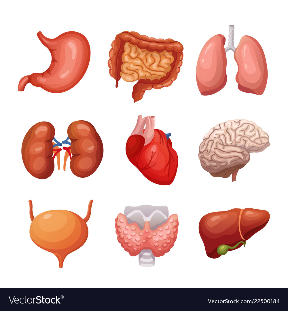 Human internal organs stomach and lungs kidneys Vector Image