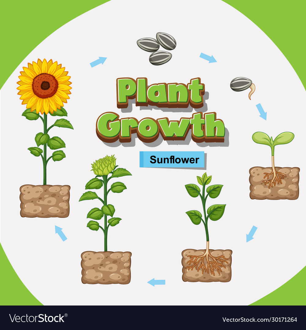 How Plants Grow Diagram