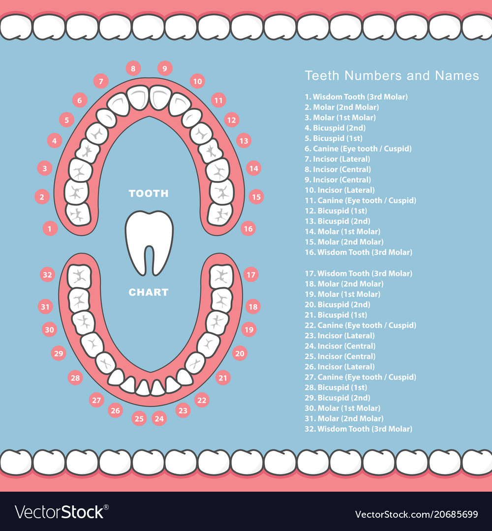 Tooth chart with names - dental infographics Vector Image