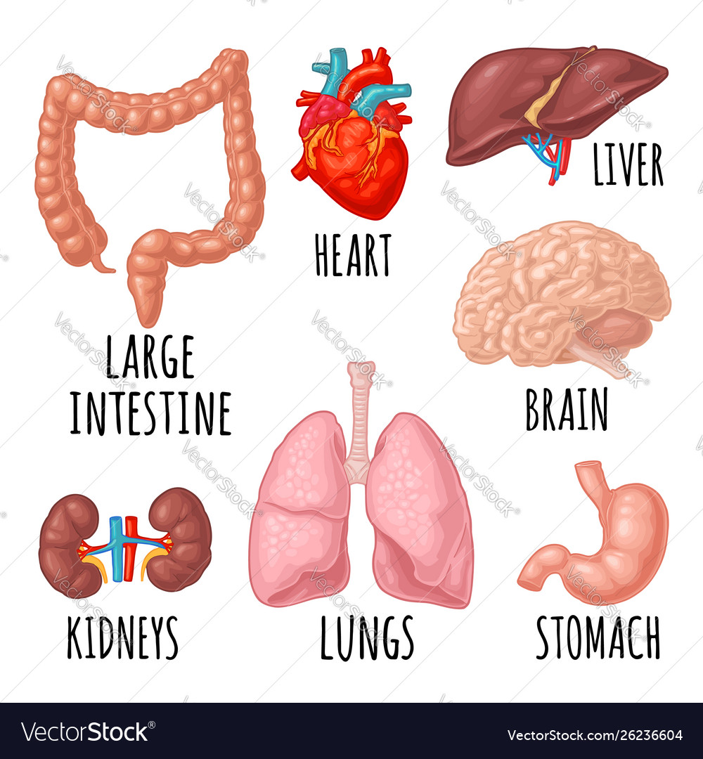 Human anatomy organs brain kidney heart liver Vector Image