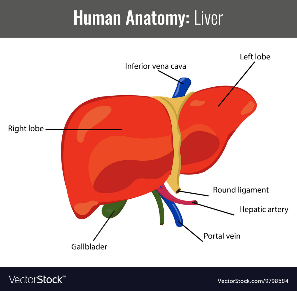 Diagram Of Liver Liver Anatomy Labeled Diagram Stock Illustration ...