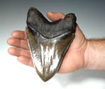 MEGALODON TOOTH