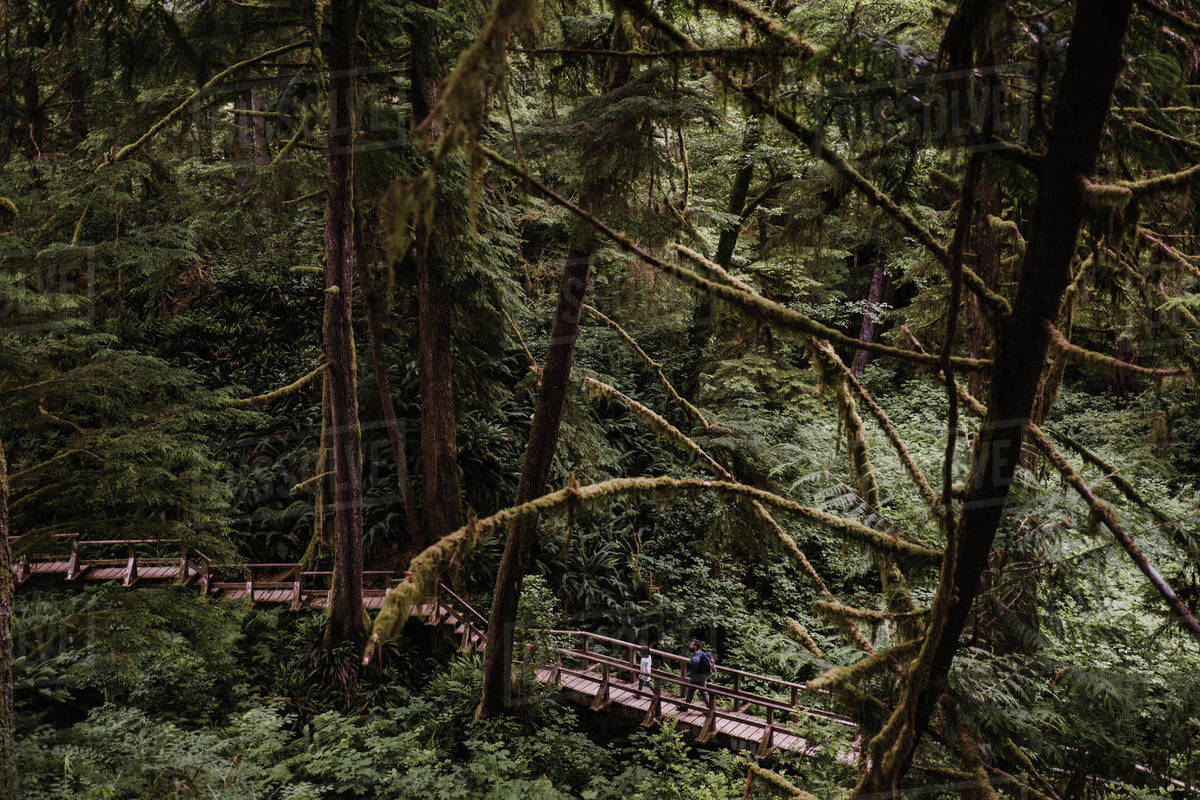 Father and daughter hiking in forest, Tofino, Canada - Stock Photo ...