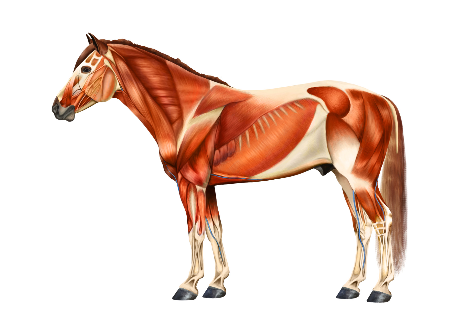 Equine Muscle Anatomy - Abba Humananatomy