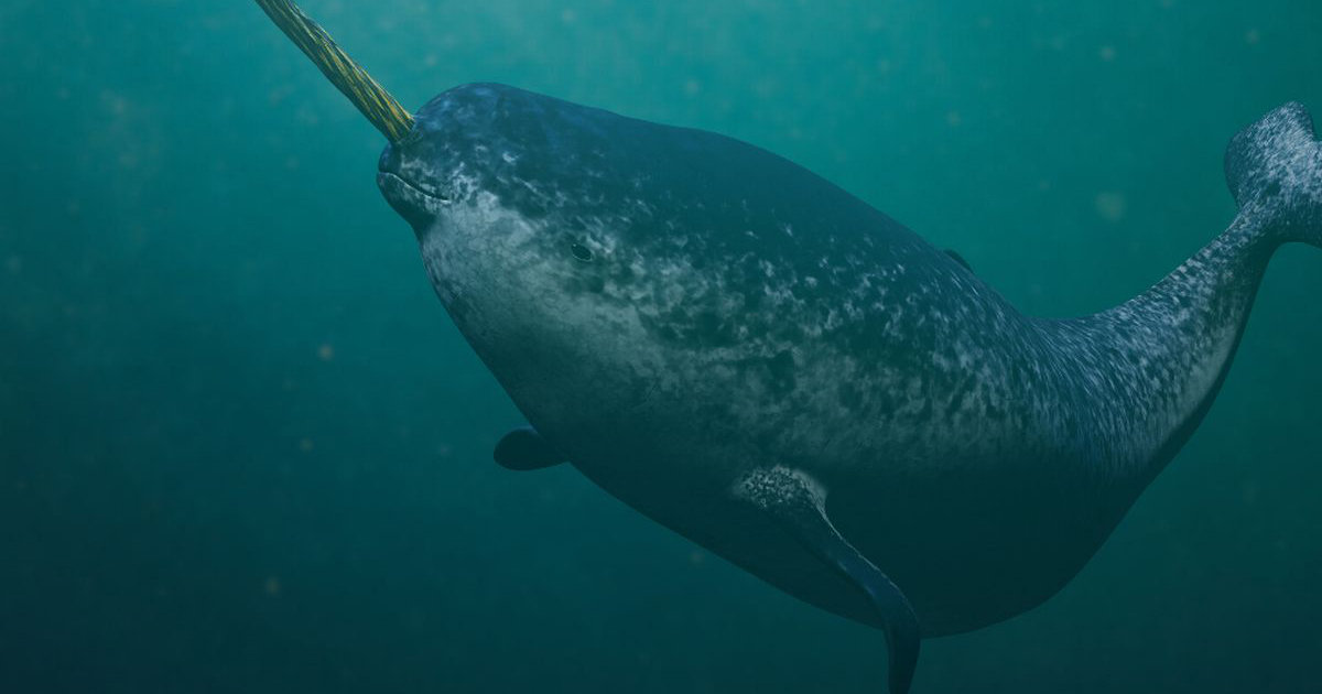 Whale Trouble: Trapped in the Ice