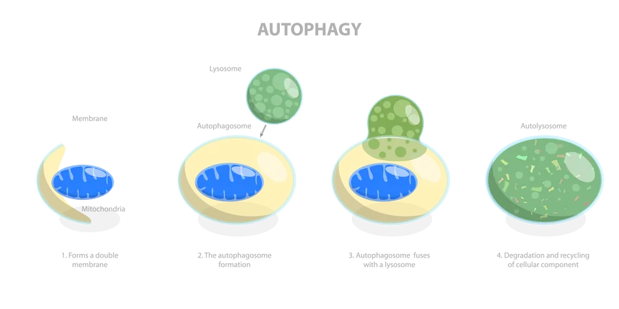 Autophagy  Illustration