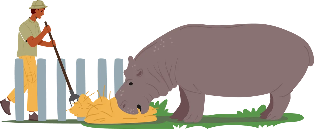 Zoo worker feeding hippopotamus with hay  Illustration