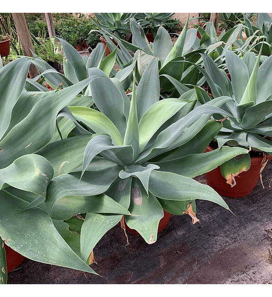 Agave attenuata