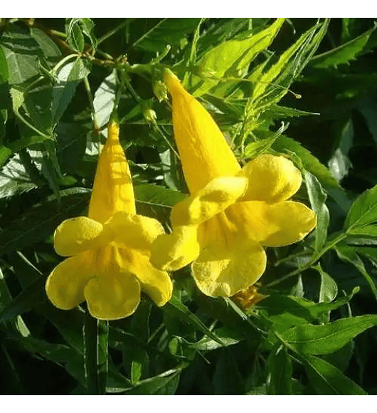 Bignonia amarilla