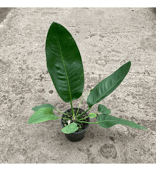 Anthurium coriaceum