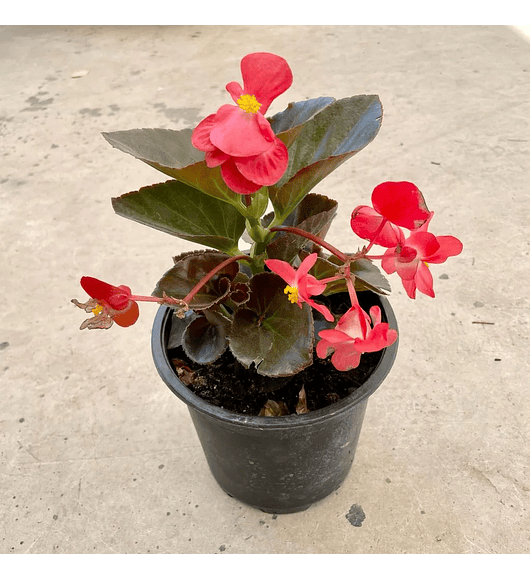 Begonia de cera roja