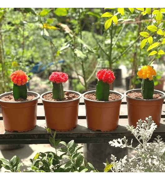 Cactus injertado