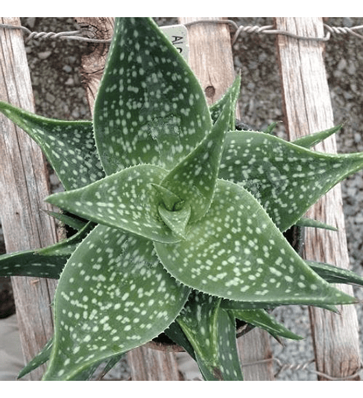 Aloe Deltoideodonta