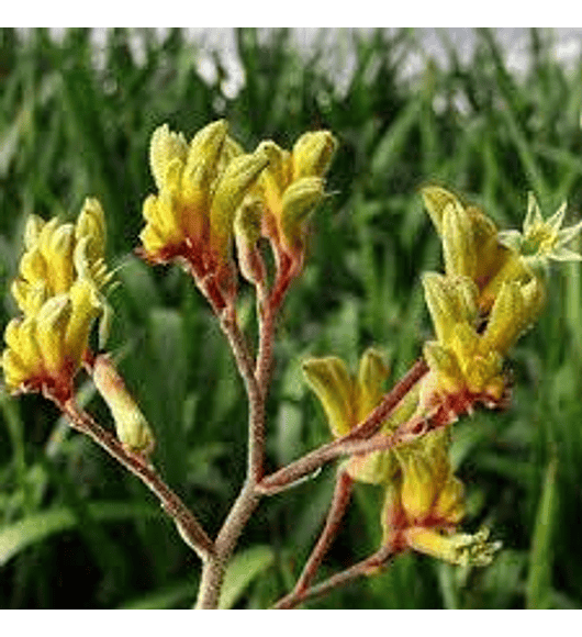 Anigozanthos