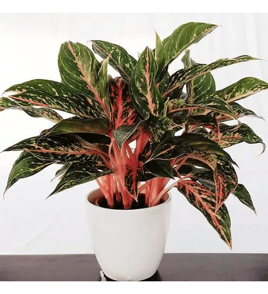 Aglaonema Anyamanee