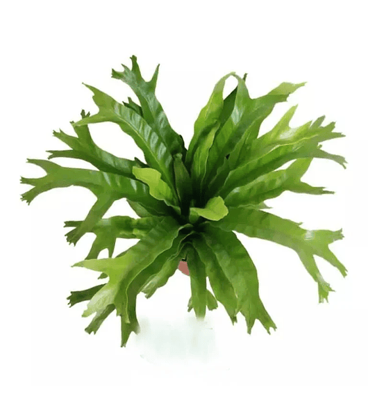 Asplenium Napina Crissie