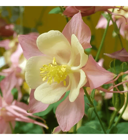 Aquilegia Swan 